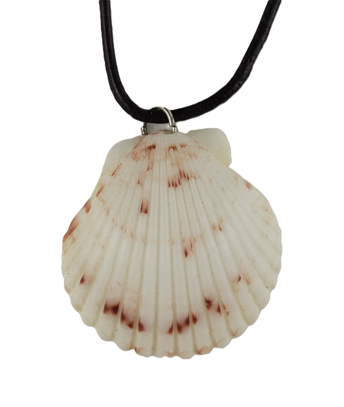 Shell pendant on a black cord against a white background