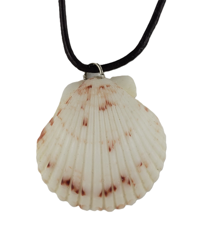 Shell pendant on a black cord against a white background