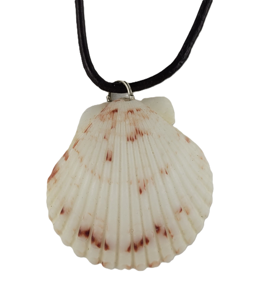 Shell pendant on a black cord against a white background