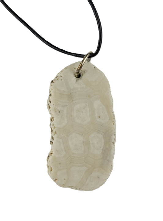 sand dollar fragment pendant on a black cord against a white background