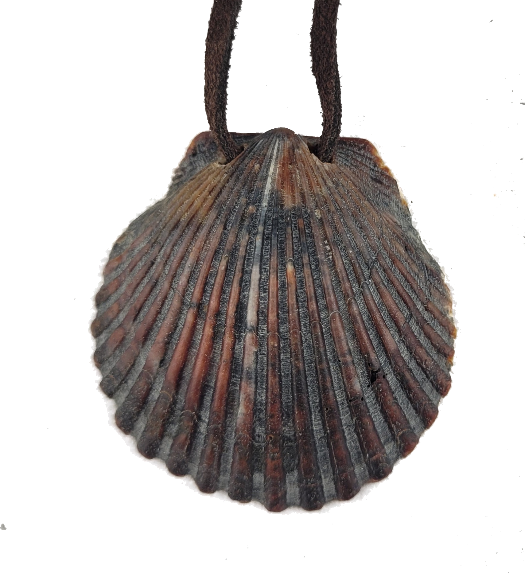 Shell pendant on a white background