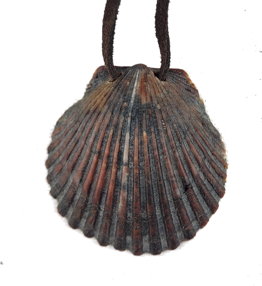 Shell pendant on a white background