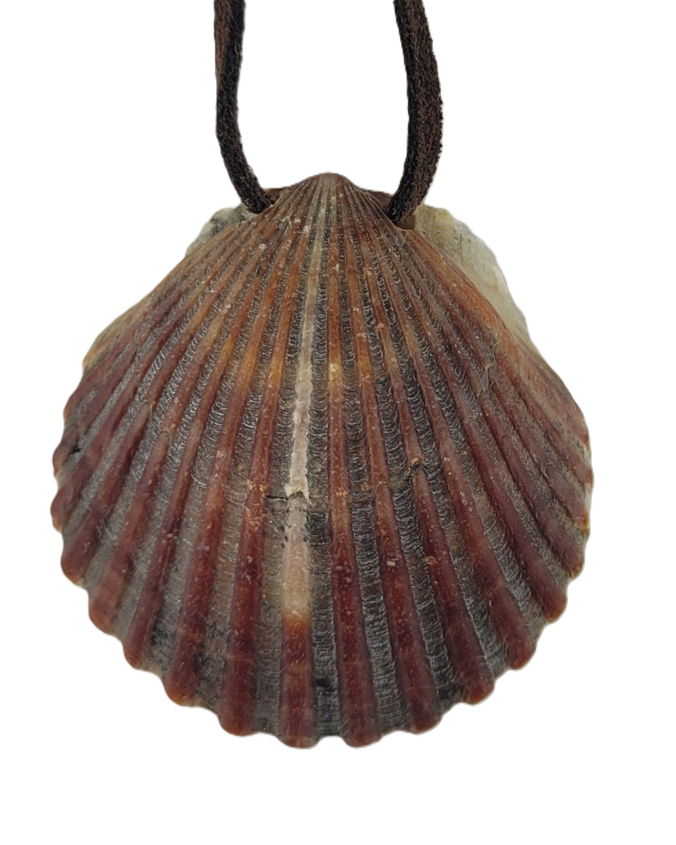 Shell pendant on a white background