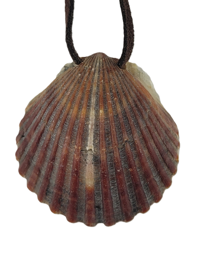 Shell pendant on a white background