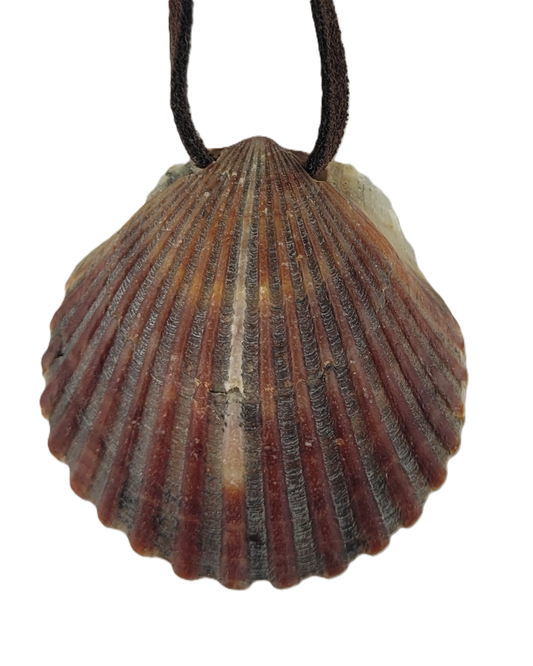 Shell pendant on a white background