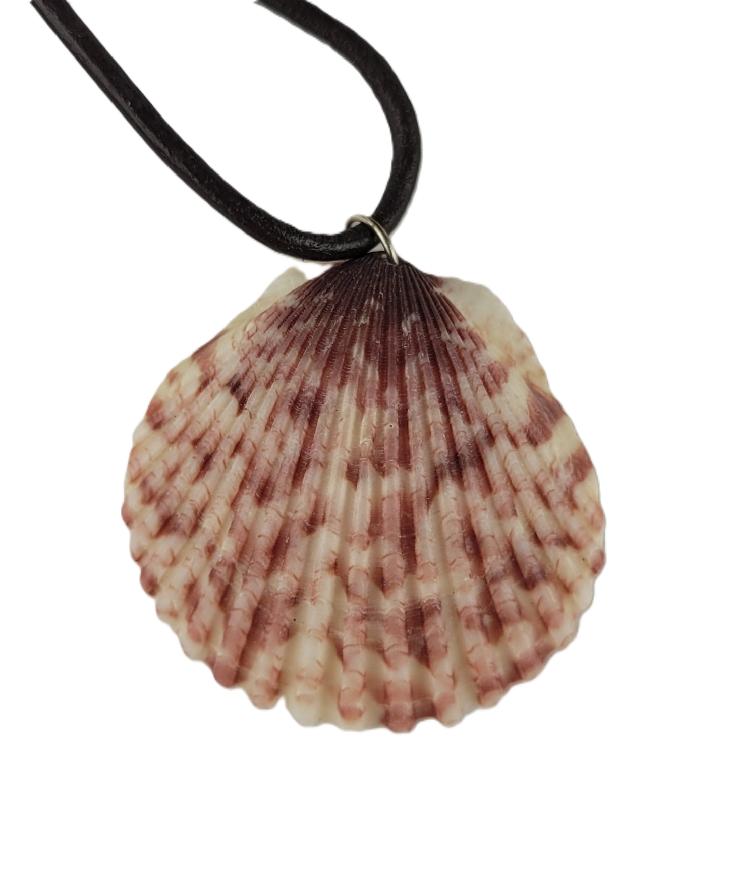 Shell pendant on a black cord against a white background