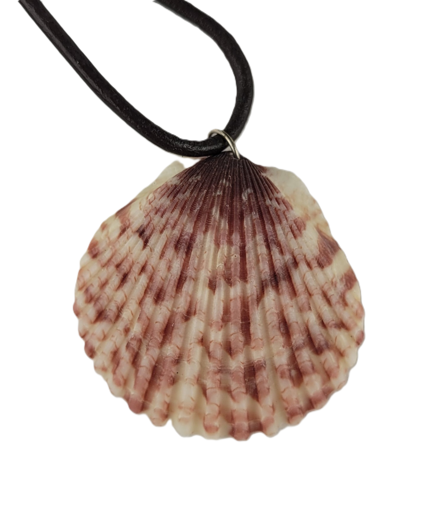 Shell pendant on a black cord against a white background