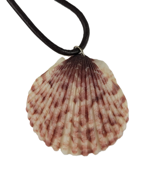 Shell pendant on a black cord against a white background