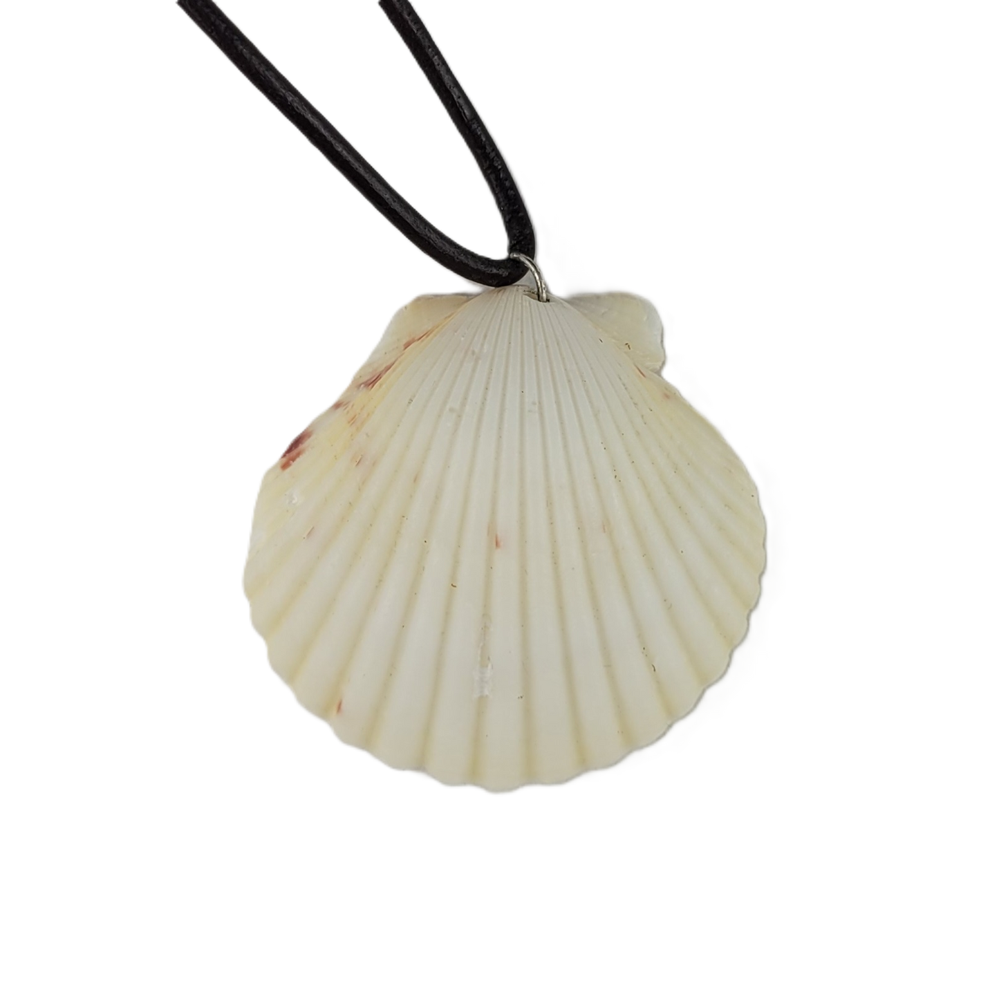 Shell pendant on a black cord against a white background