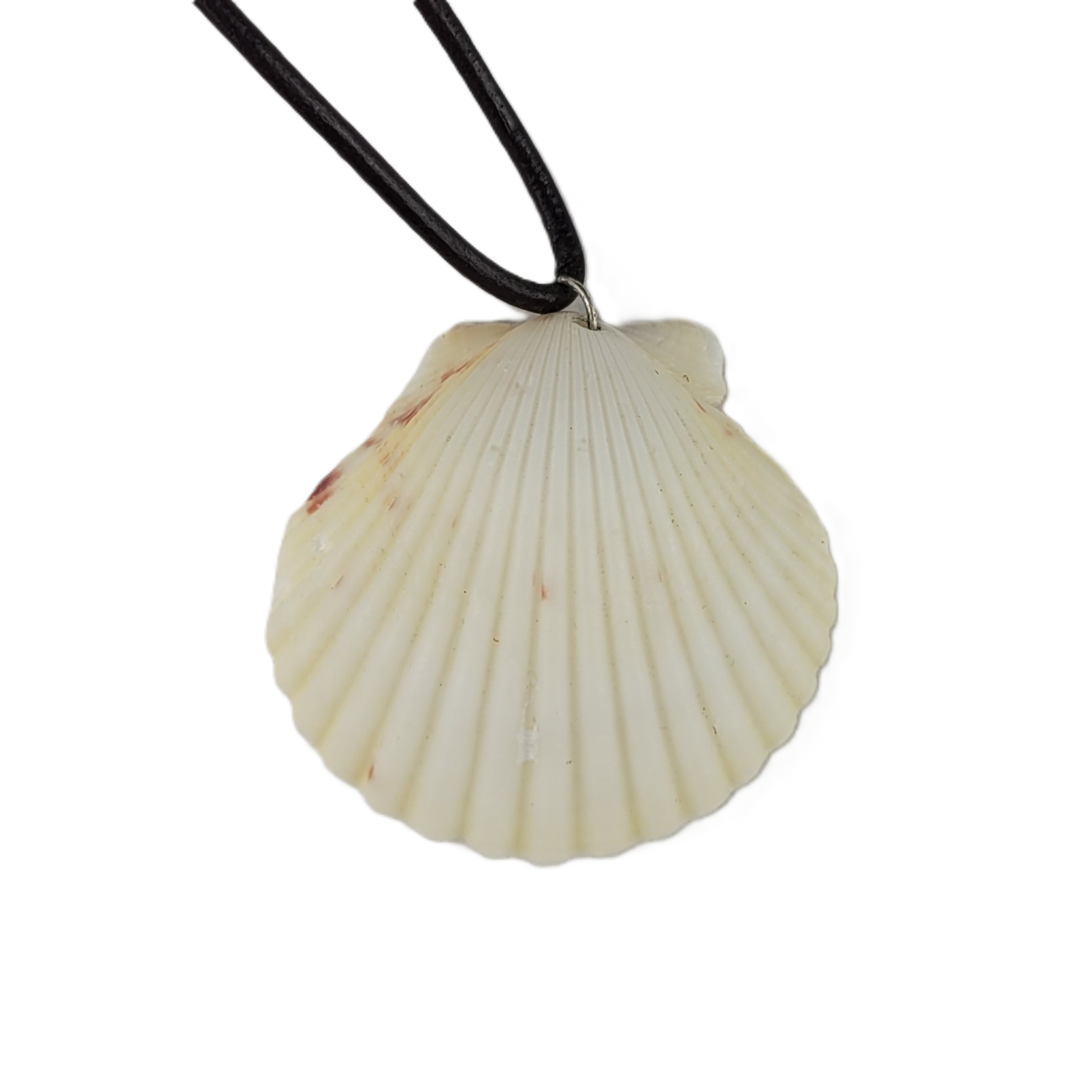 Shell pendant on a black cord against a white background