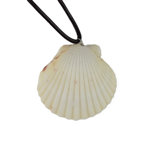 Shell pendant on a black cord against a white background