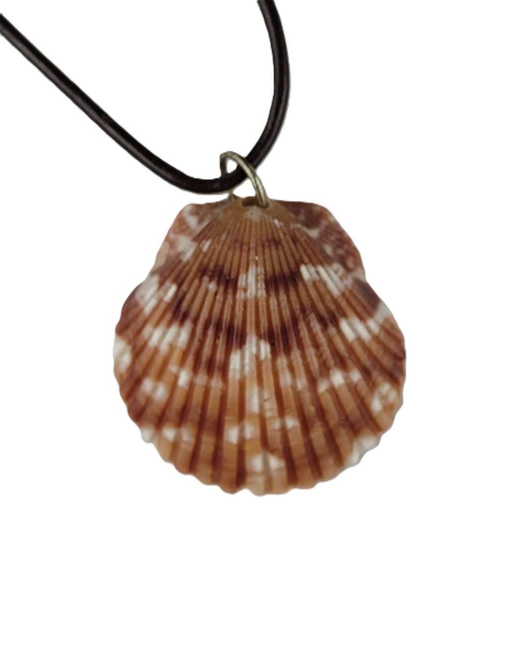 Shell pendant on a black cord against a white background