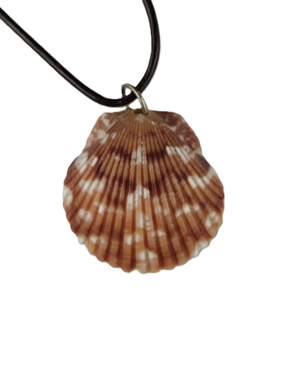 Shell pendant on a black cord against a white background