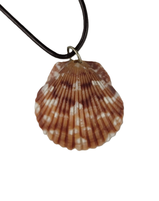 Shell pendant on a black cord against a white background