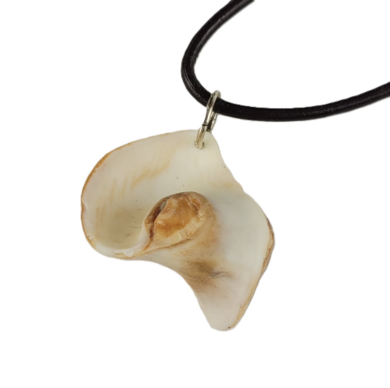 Shell pendant on a black cord against a white background