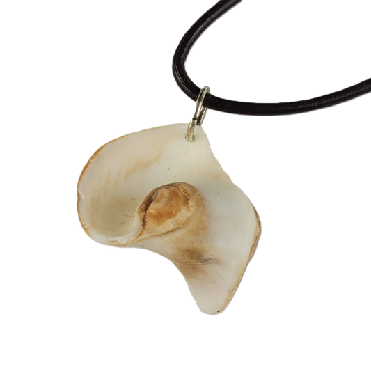 Shell pendant on a black cord against a white background