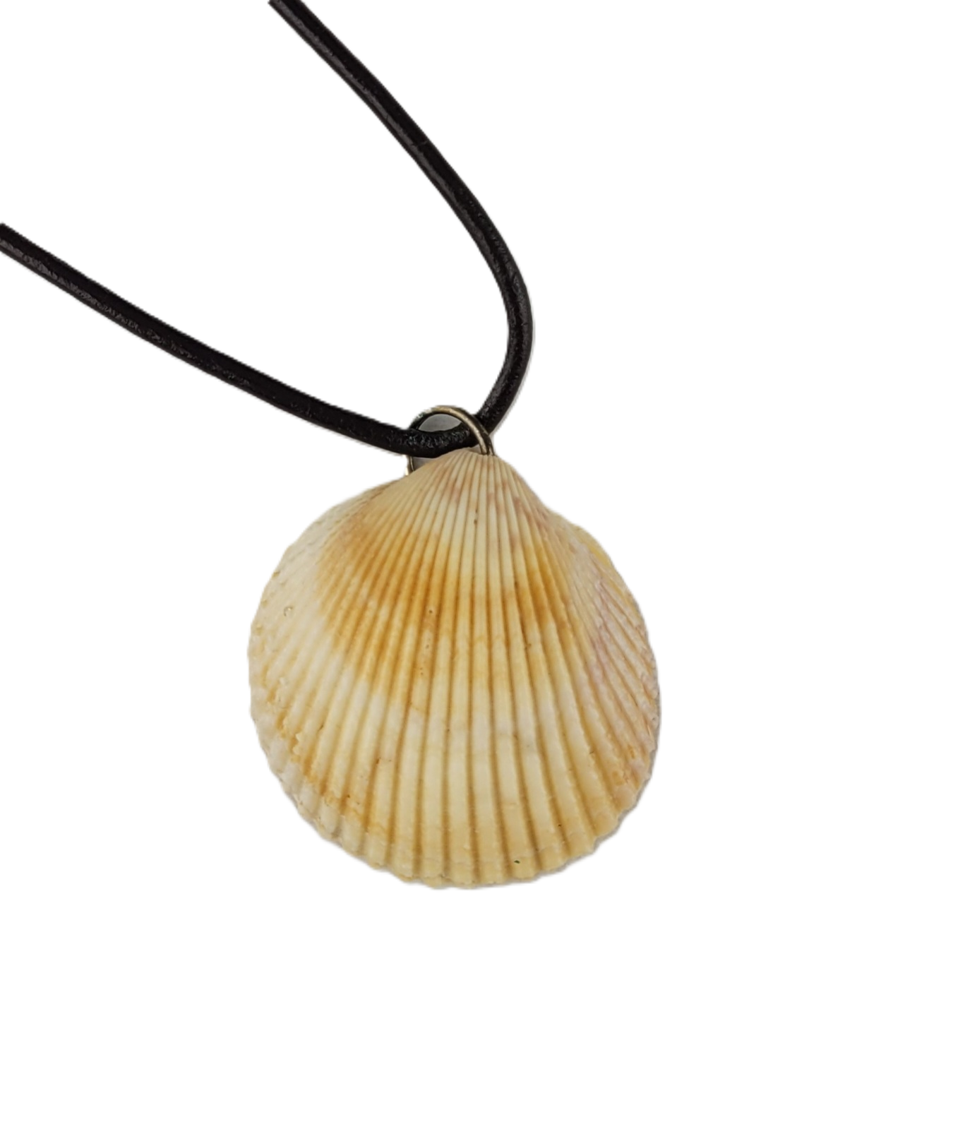 Shell pendant on a black cord against a white background
