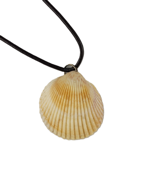 Shell pendant on a black cord against a white background