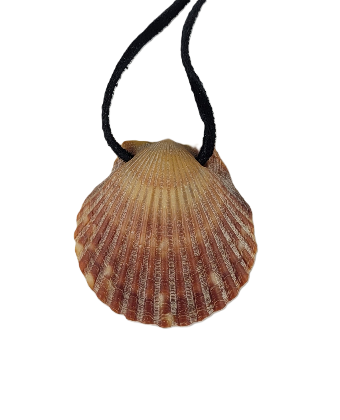Shell pendant on a black cord against a white background