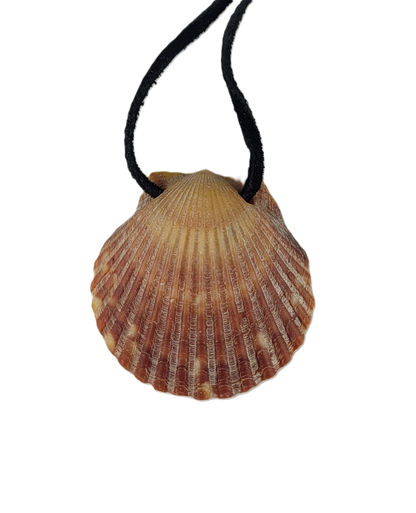 Shell pendant on a black cord against a white background