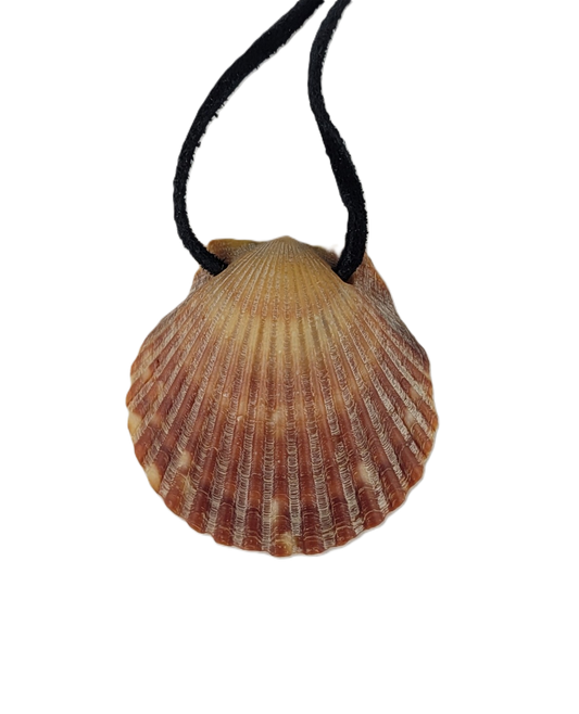 Shell pendant on a black cord against a white background