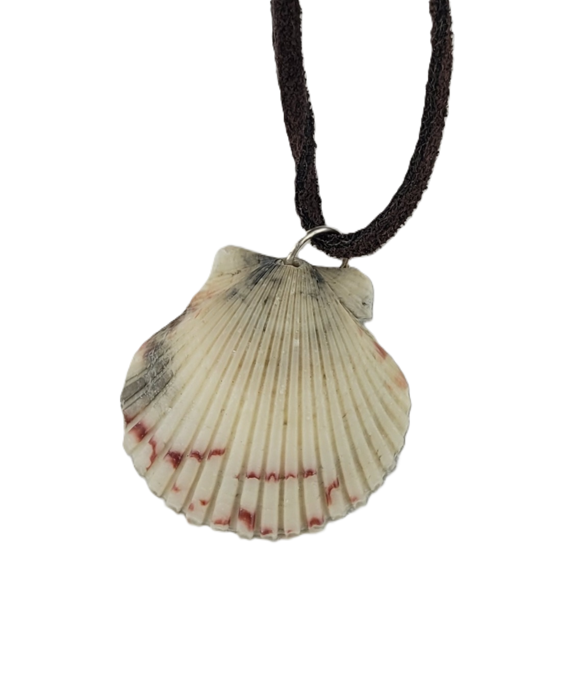 Shell pendant on a cord against a white background
