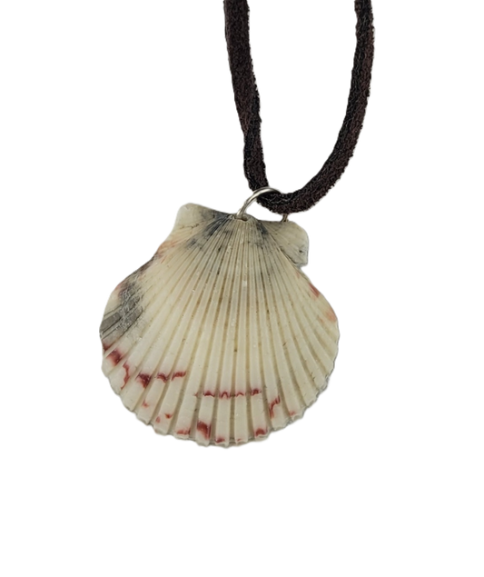 Shell pendant on a cord against a white background