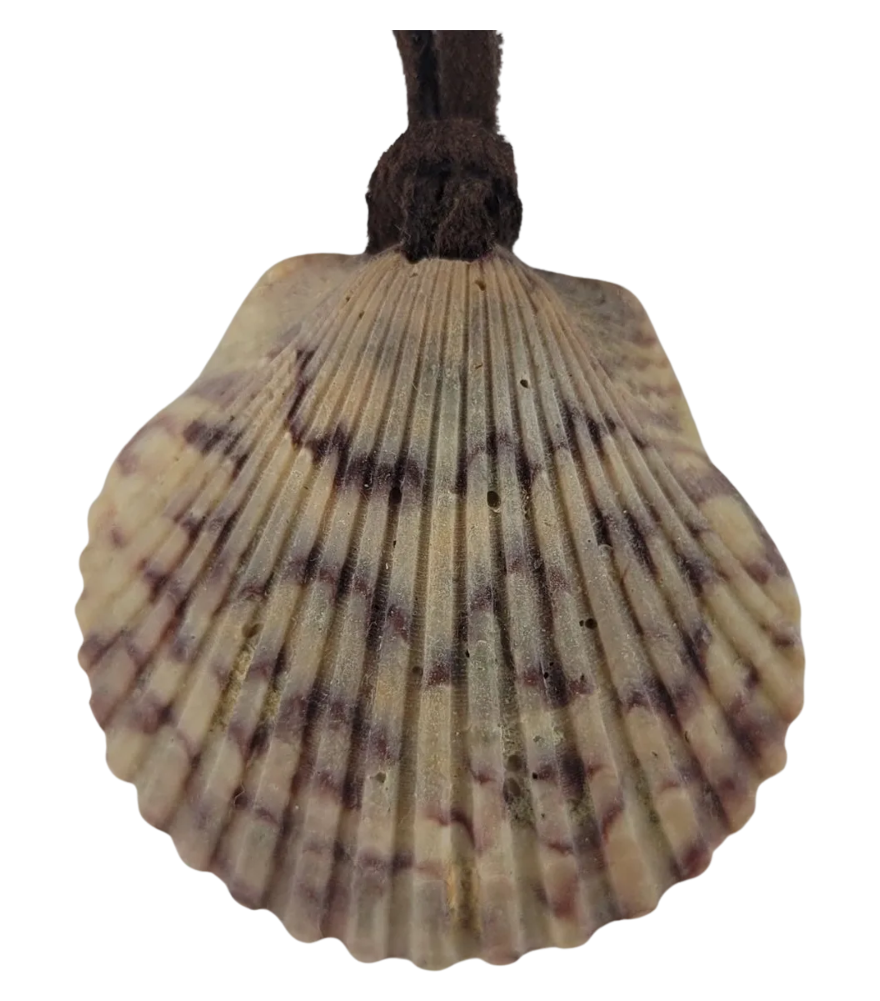 Shell pendant on a white background