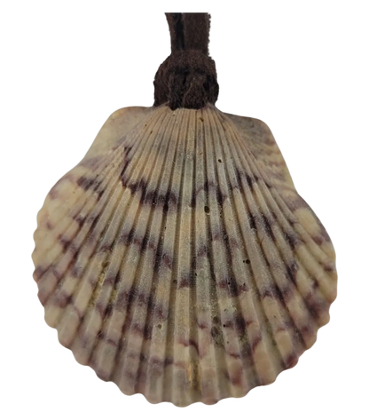 Shell pendant on a white background