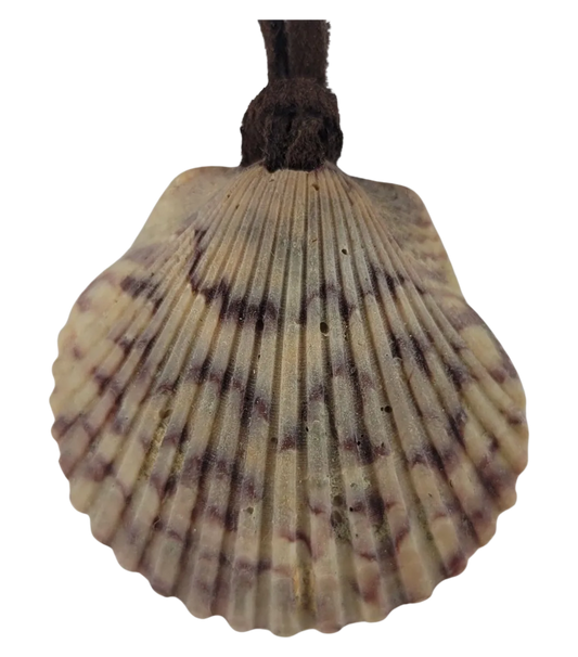 Shell pendant on a white background