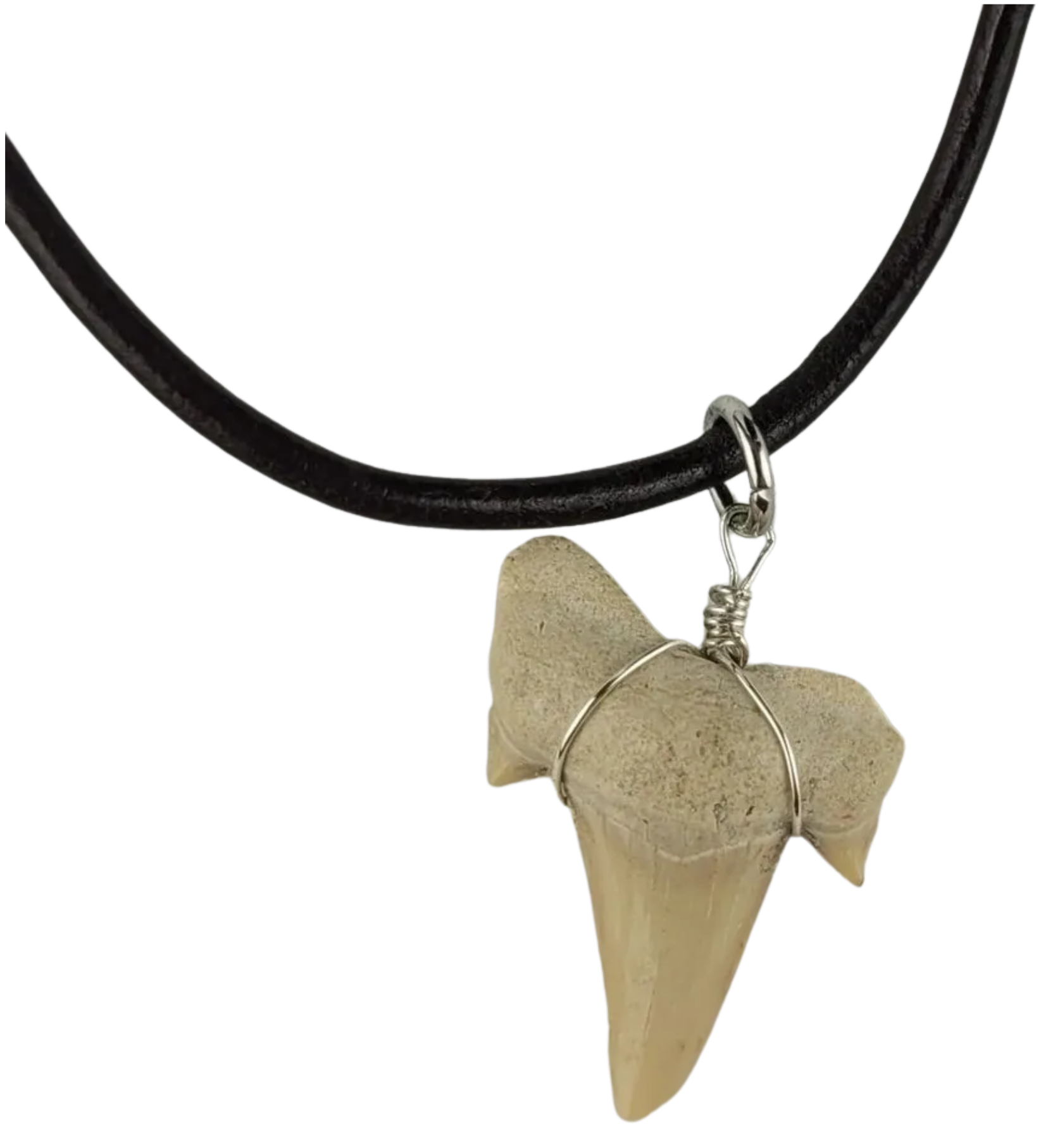 Shark tooth pendant necklace on a black cord against a white background