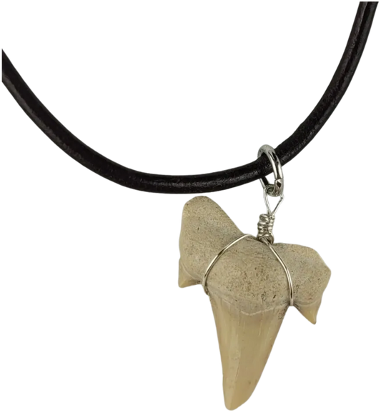 Shark tooth pendant necklace on a black cord against a white background