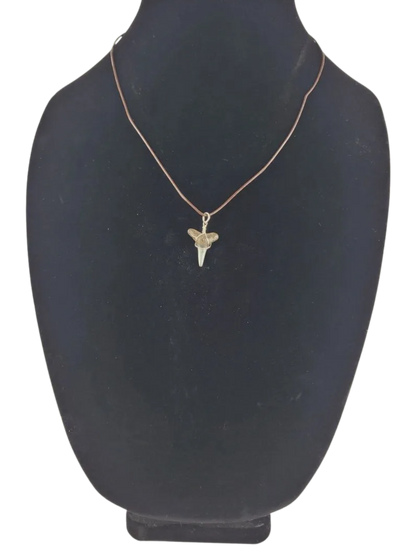 necklace with a shark tooth pendant on a black bust